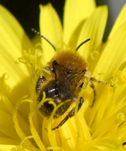 Réf. 278 039 : Osmia sp.